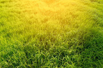 Obraz na płótnie Canvas High-angle view beautiful rice field.
