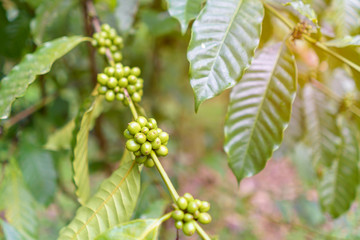 Robusta green coffee beans on tree.