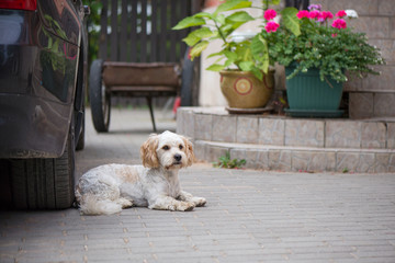 Fototapete bei efototapeten.de bestellen   