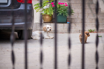 Little, lovely, fluffy, cute adult white and brown schnauzer dog is left alone at home with little...