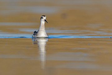 Red necked phalarope in winter plumage