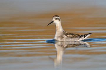 Red necked phalarope in winter plumage
