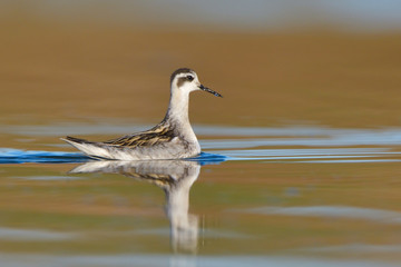 Red necked phalarope in winter plumage