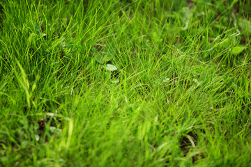 Close-up image of summer juicy green grass on the ground.