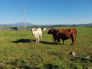 Vacas y toros en el campo en Jimena de La Frontera 