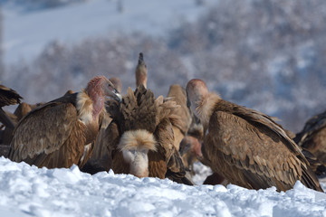 Griffon Vultures Eating in Winter