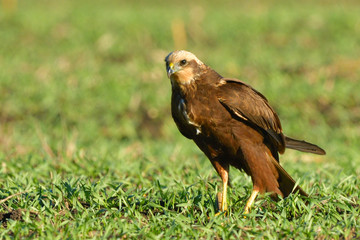 Marsh harrier (Circus aeruginosus)