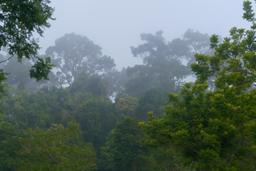 Beautiful forest and foggy in morning.