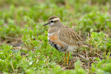 Eurasian Dotterel on green grass