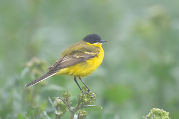 Yellow Wagtail in Springtime