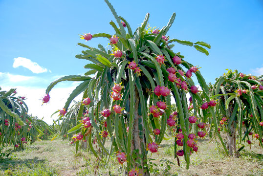 Dragon fruit, hylocereus, Dragon fruit from Thailand country