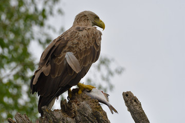 White Tailed Eagle on a branch