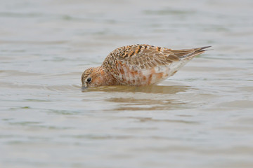 Curlew sandpiper (Caidris ferruginea)