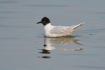 Little Gull (Hydrocoloeus minutus)  on water