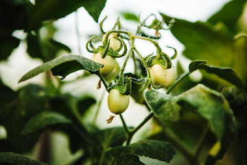 Close-up image of green tomatoes in greenhouse at sunset.