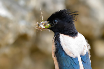 Rosy starling (Pastor roseus)