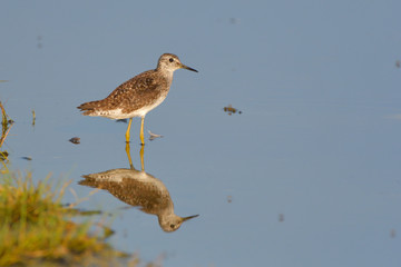Wood Sandpiper (Tringa glareola)