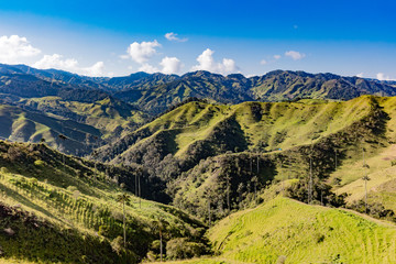 Bosque De Palma De Cera La Samaria  near San Felix near Salamina Caldas in Colombia South America