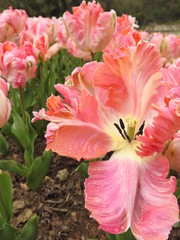 Fototapeta na wymiar Multi-colored garden tulips close-up