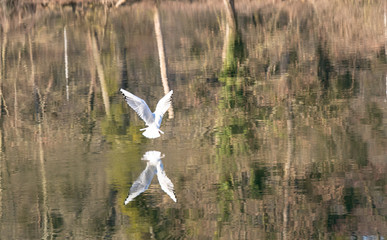 Beautiful Mouette or seagull bird flying over the lake in sunny day.