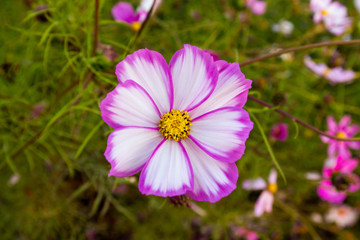 cosmos flower