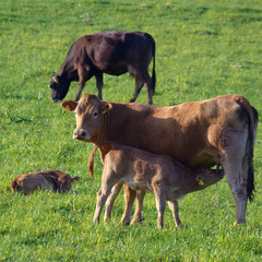 Grazing cow with suckling calf 