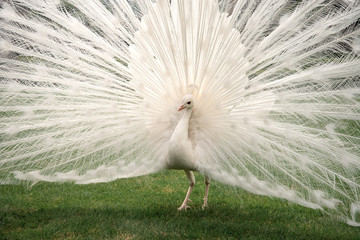 Fototapeta premium White peacock with opened tail on green grass