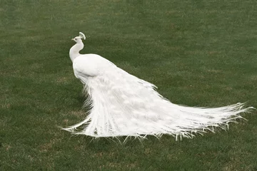 Rolgordijnen White peacock on green grass © Gioia