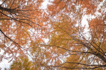 fall sky, maple tree, and sunset