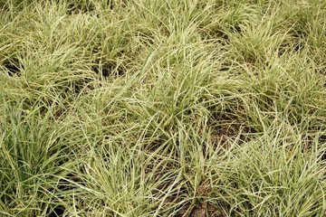 fresh green Miscanthus grass in nature garden