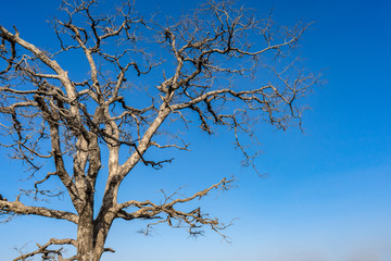 Dry branches of stand alone tree without any leafs on blue sky. from the sun temple view point near Galtaji Temple or the Monkey Palace in senset moment. feeling sadness, Jaipur, Rajasthan, India