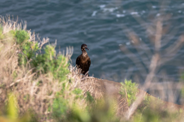 Cormorant bird standing on the bluff, La Jolla beach, San Diego, California, 