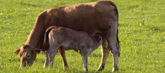 Grazing cow with suckling calf  © oraziopuccio