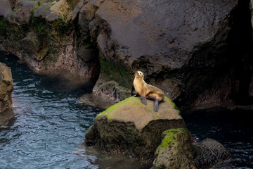 California Sea Lion sitting on rocks in morning light in La Jolla, San Diego, California 