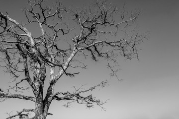 amber fort, jaipur, rajasthan, ancient, indian, india, palace, architecture, tourism, sandstone, background, beautiful, culture, fortress, heritage, historical, landmark, old, scenery, stone, traditio