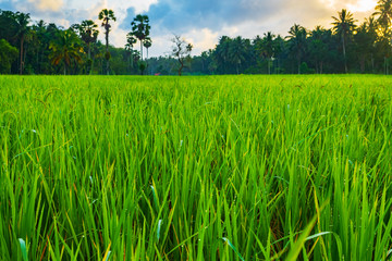 Obraz na płótnie Canvas Rice field in the morning 