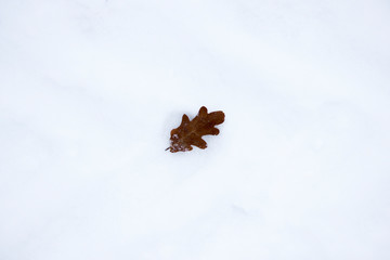 a lone dried brown oak leaf lies on the surface of the snow after a snowfall in Gatchina Park.