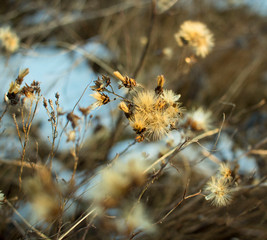  wild flower that can be seen from under the snow in the field