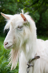 Obraz premium portrait of a goat