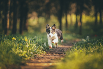 running dog