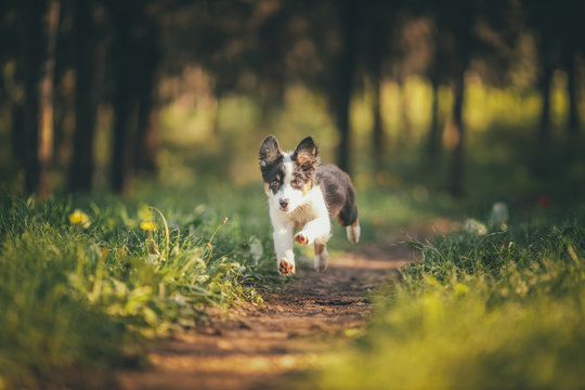 Running Dog