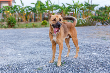 Brown Thai dog standing and looking at the camera.