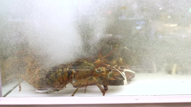 Lobsters In Water Alive In Supermarket.