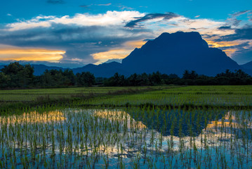 Rice fields and Chiang Dao mountains  in Chiang Mai Thailand beautiful in the twilight.