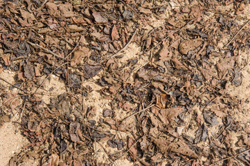 dead leaves or dry leafs on ground