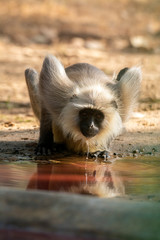 Langoor Drinking Water
