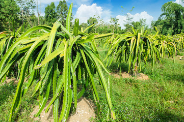 dragon fruit plants in garden