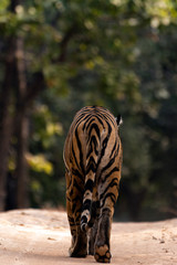 Bandavgarh Tigress