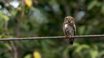Jungle Owlet