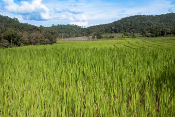 Green Rice Field with Mountains Background under Blue Sky,in Mae Klang Luang ,Chiang Mai, Thailand